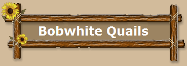 Bobwhite Quails