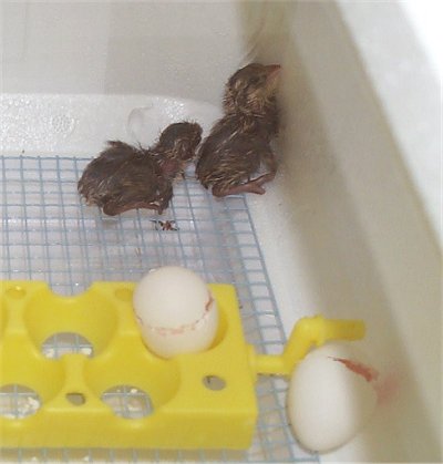 firsttwohatchlings