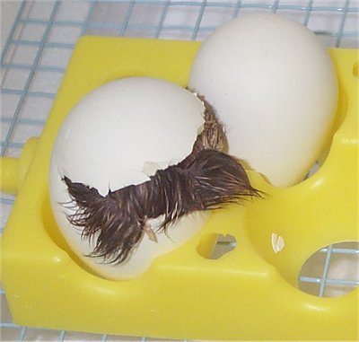 itshardtohatch