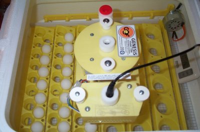 quailincubatorturner2